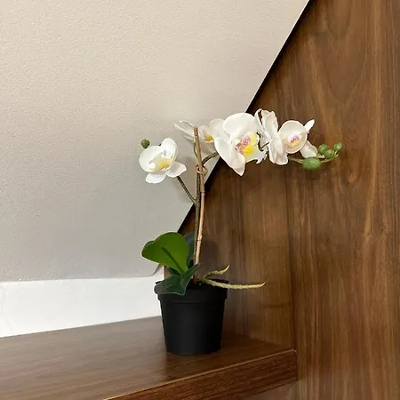 Velvet Zoned 카파오닉