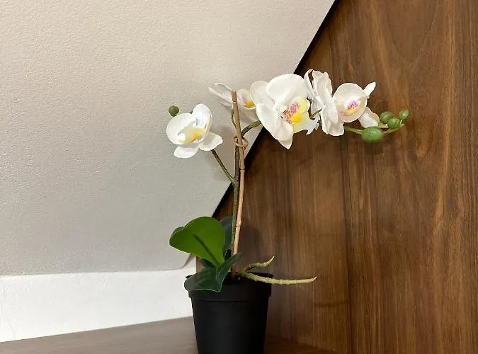 Velvet Zoned コパオニク